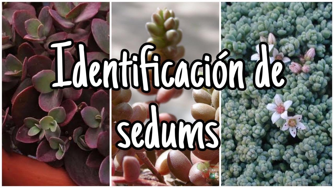NOMBRES DE SUCULENTAS | 12 sedums identificados