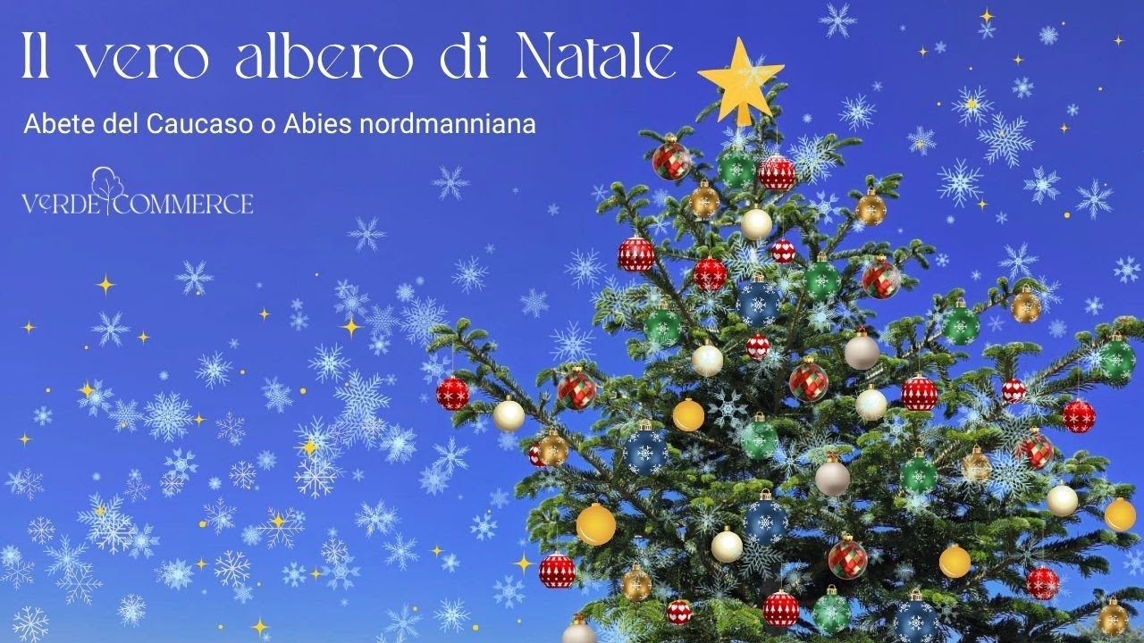 Albero di Natale: acquista e addobba un vero abete