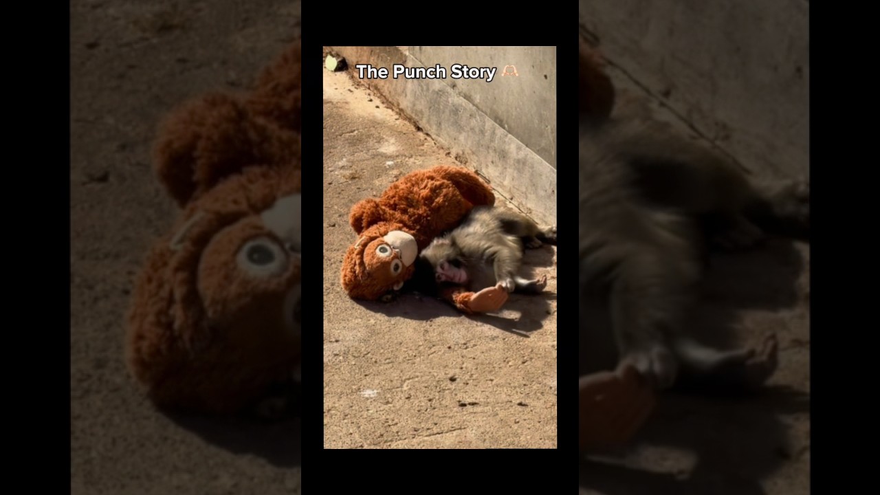 The story of Punch-kun🫶🏻 #monkey #babymonkey #reels #shorts #trending #sad #update
