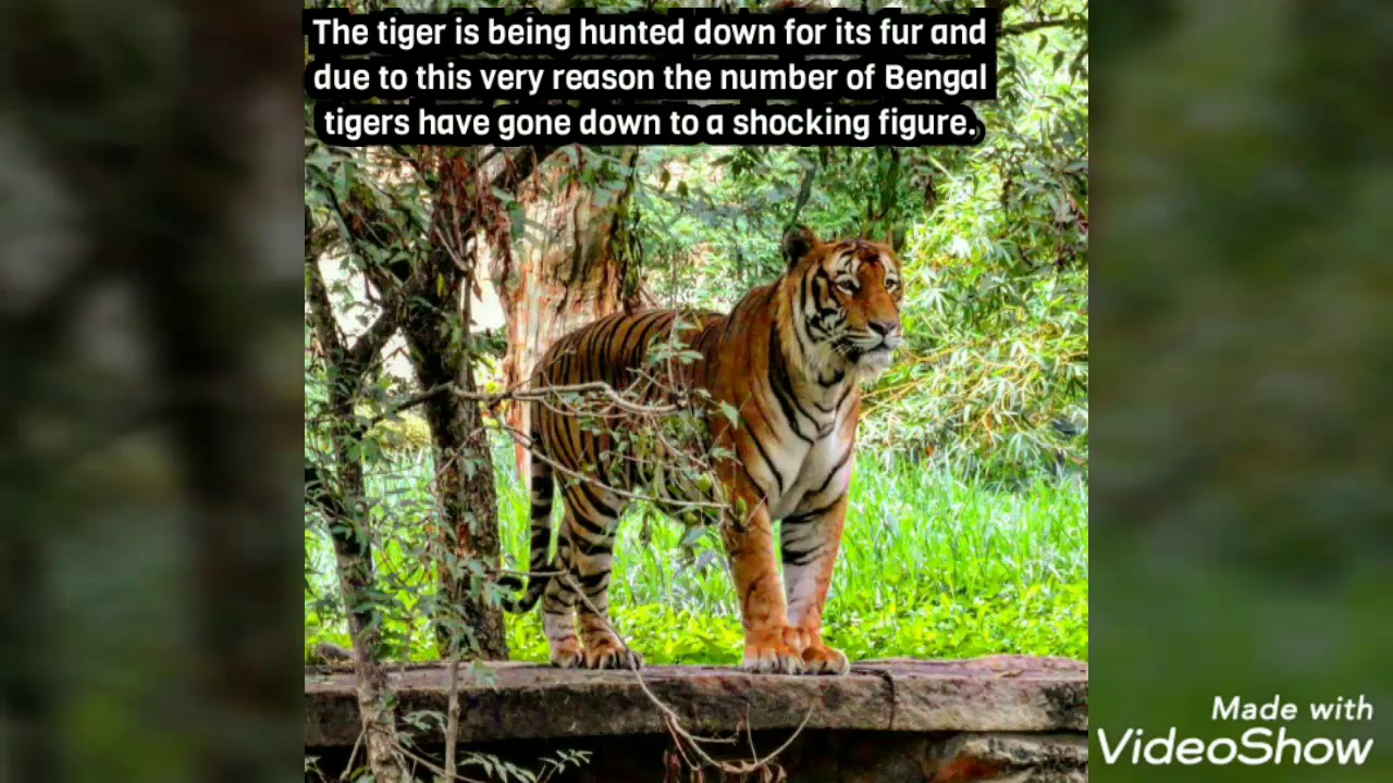 the relationship between Asiatic lion and Bengal tiger, leopard