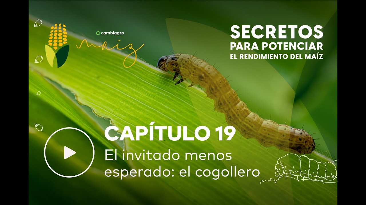 GUSANO COGOLLERO: El invitado menos esperado🐛