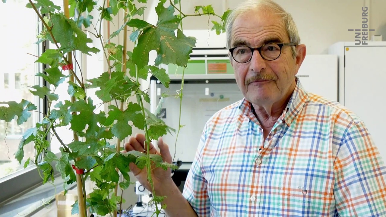 Hanns Heinz Kassemeyer - Pilzwiderstandsfähige Rebsorten