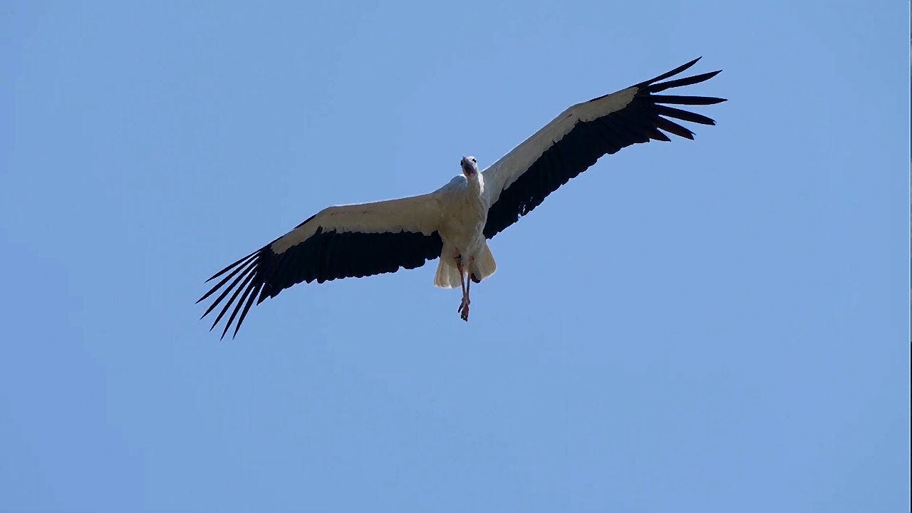 Veniți, copii, la mama și la tata...