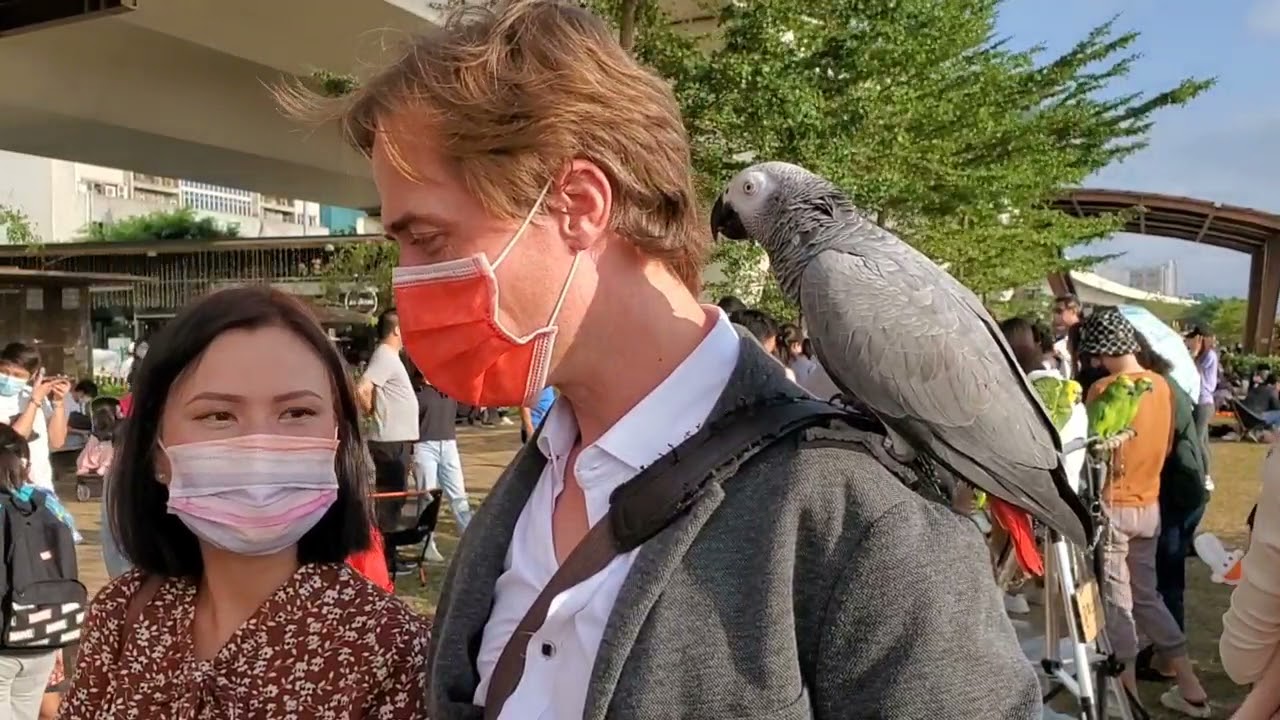 東九龍鸚鵡之友 21.11.2021 Parrot Party@觀塘海濱(雀街老友又來了)