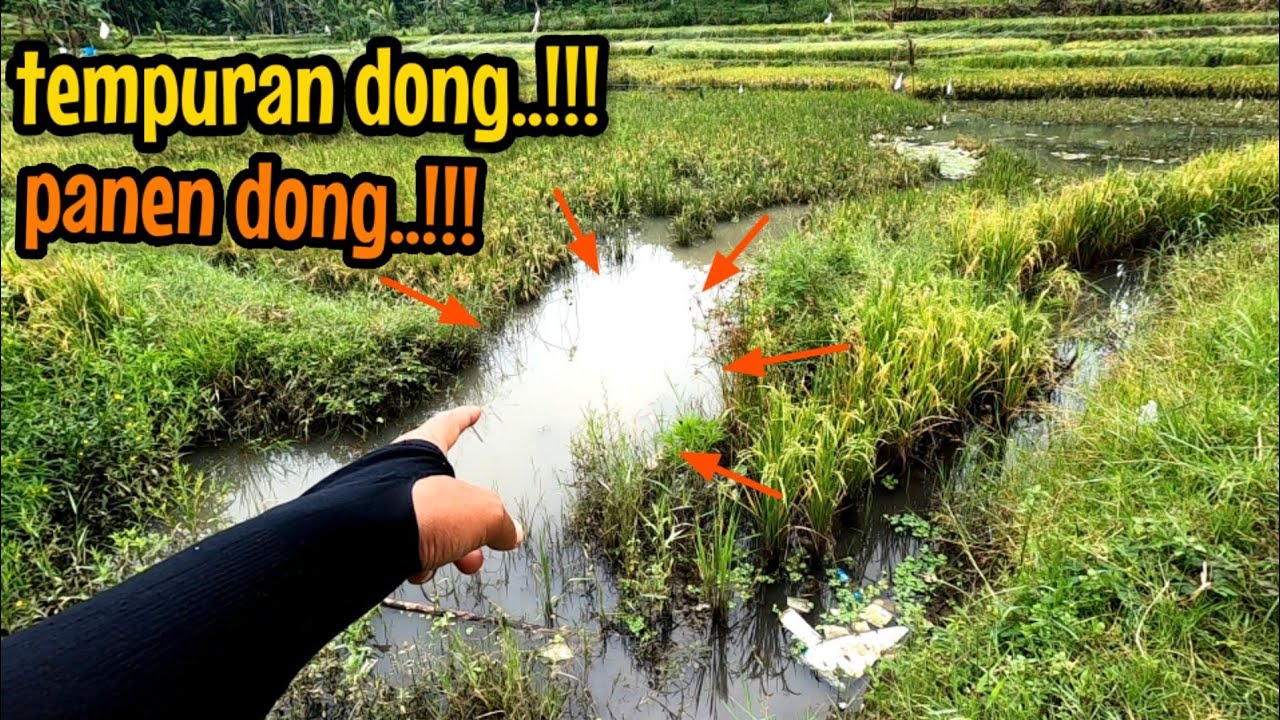 KETEMU SPOT TEMPURAN AUTO PANEN DONG || mancing ikan red devil di waduk karangkates NAHOL MANIA