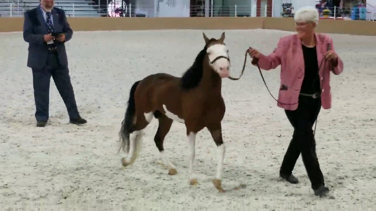 Shetland Pony Congress Performance!