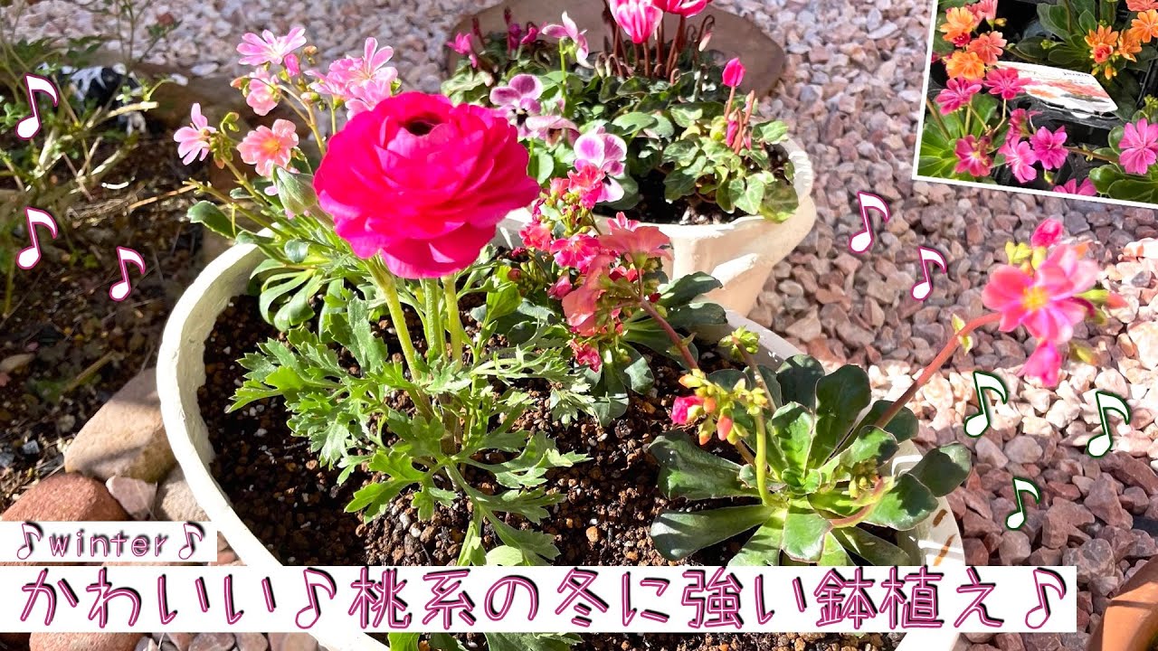 【ガーデニング】ビオラとラナンキュラス/−10度の耐寒性レウイシア/桃色揃えた美しい鉢植え・寄せ植え♩♬ビオラ・ガーデンシクラメン・ラナンキュラス