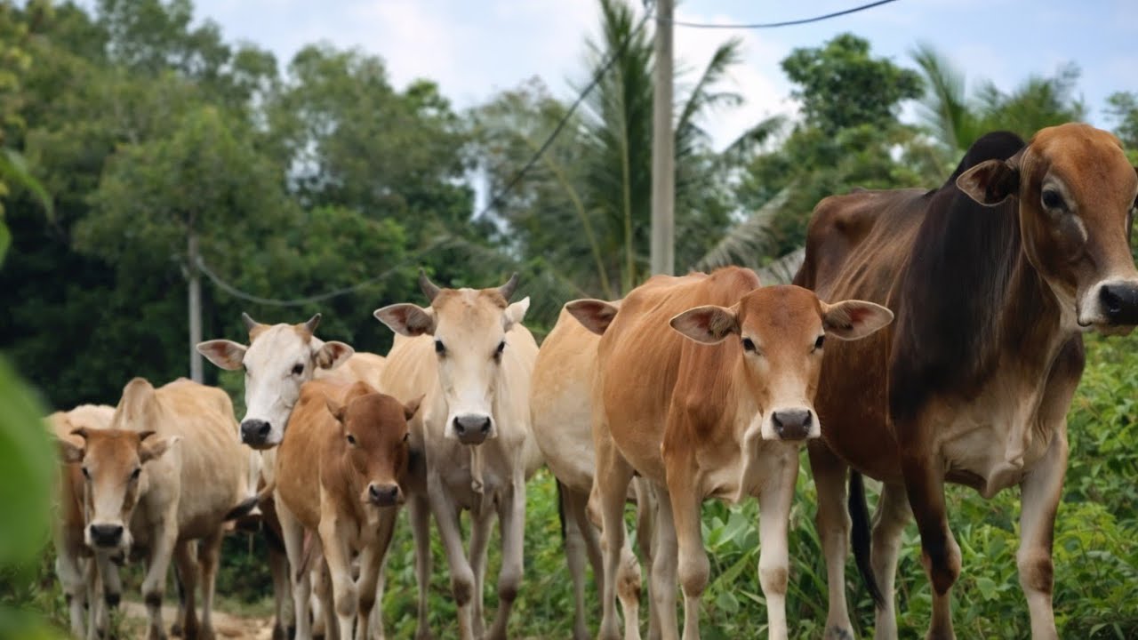 Kumpulan sapi jinak sedang berjalan menuju ke bukit hijau