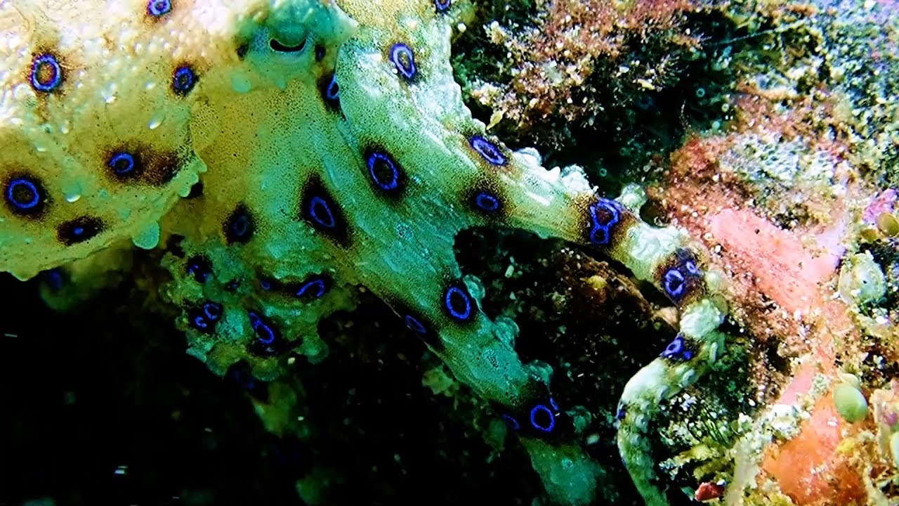 Weird MACRO Critter Muck Diving Highlights Video 1 Lembeh – 3rd Trip.