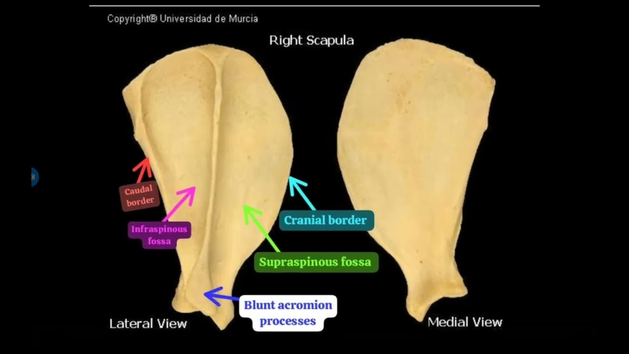 Comparative of scapula between small animals : sheep,dog,pig🌟 ازاى اعرف العظمه دى بتاعه انهى حيوان 🤔