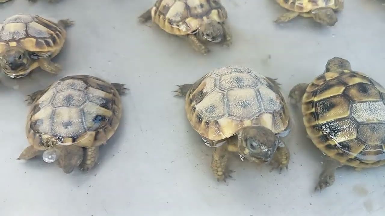 Dissetare, idratare e nutrire le tartarughe piccole🐣🐢🐢🐢🐢