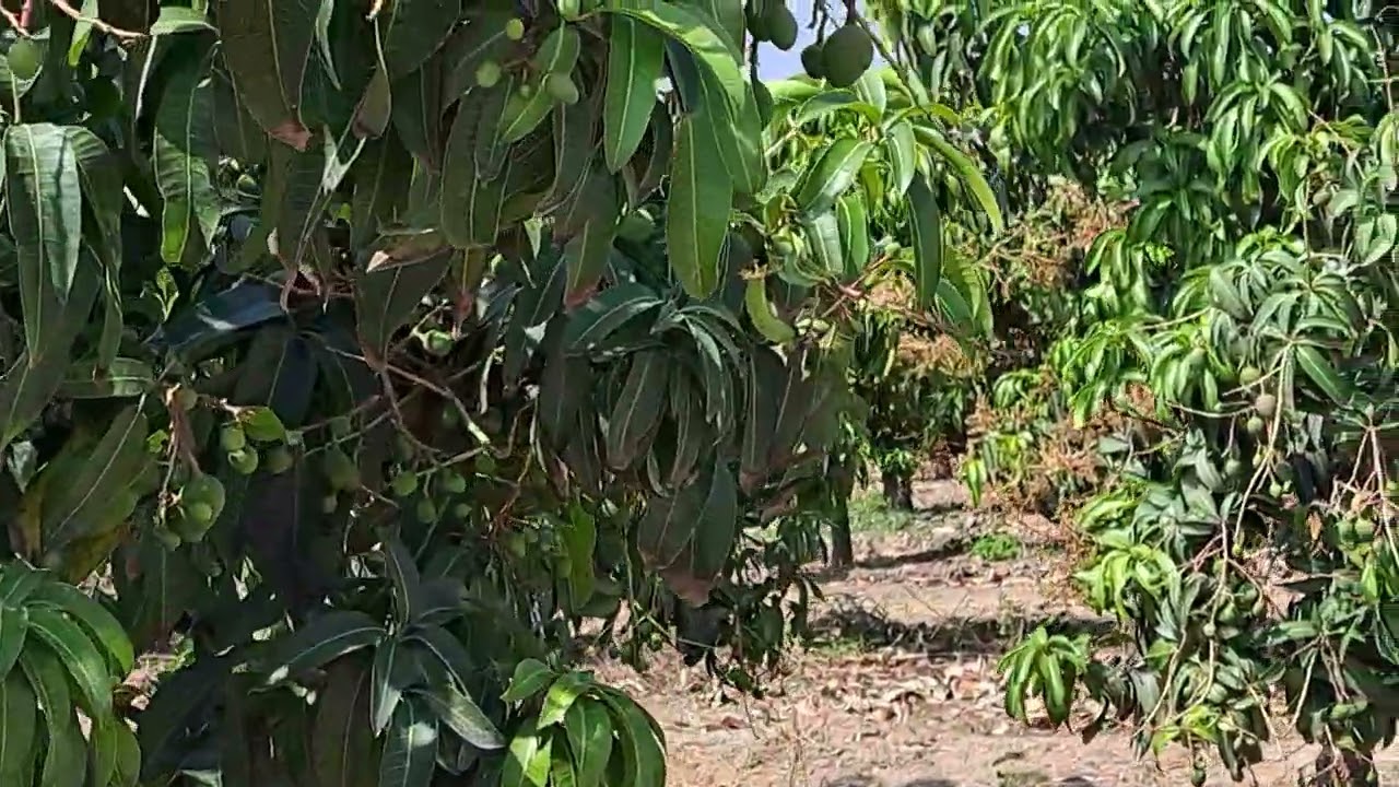 Manejo de Cultivo de mango Kent, sembrado en alta densidad. 2023.