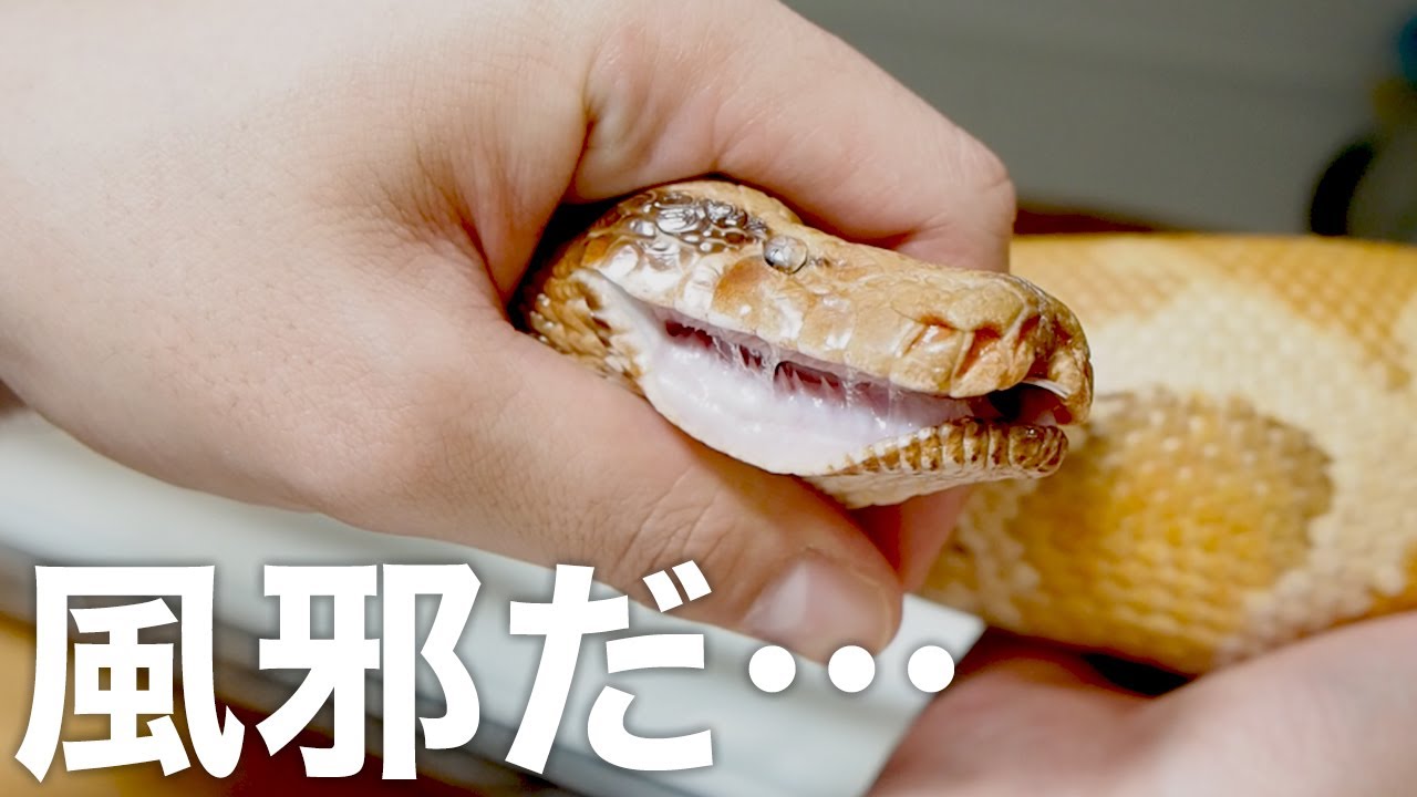 【蛇の風邪】ブラッドパイソンの調子が悪いので…