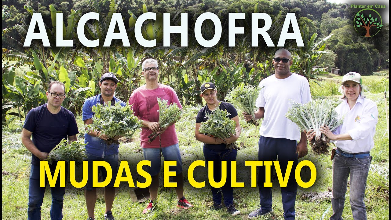 Alcachofra, Mudas, Cultivo, Plantio, Dicas e Turismo na Cidade de São Roque