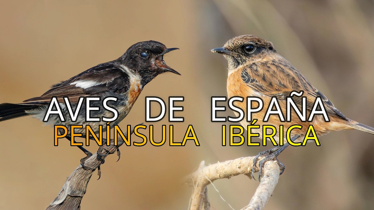 Aves de España||Pequeños Documentales||Las Tarabillas 🐦||Saxicola Rubicola||Subespecies y Endémicas.