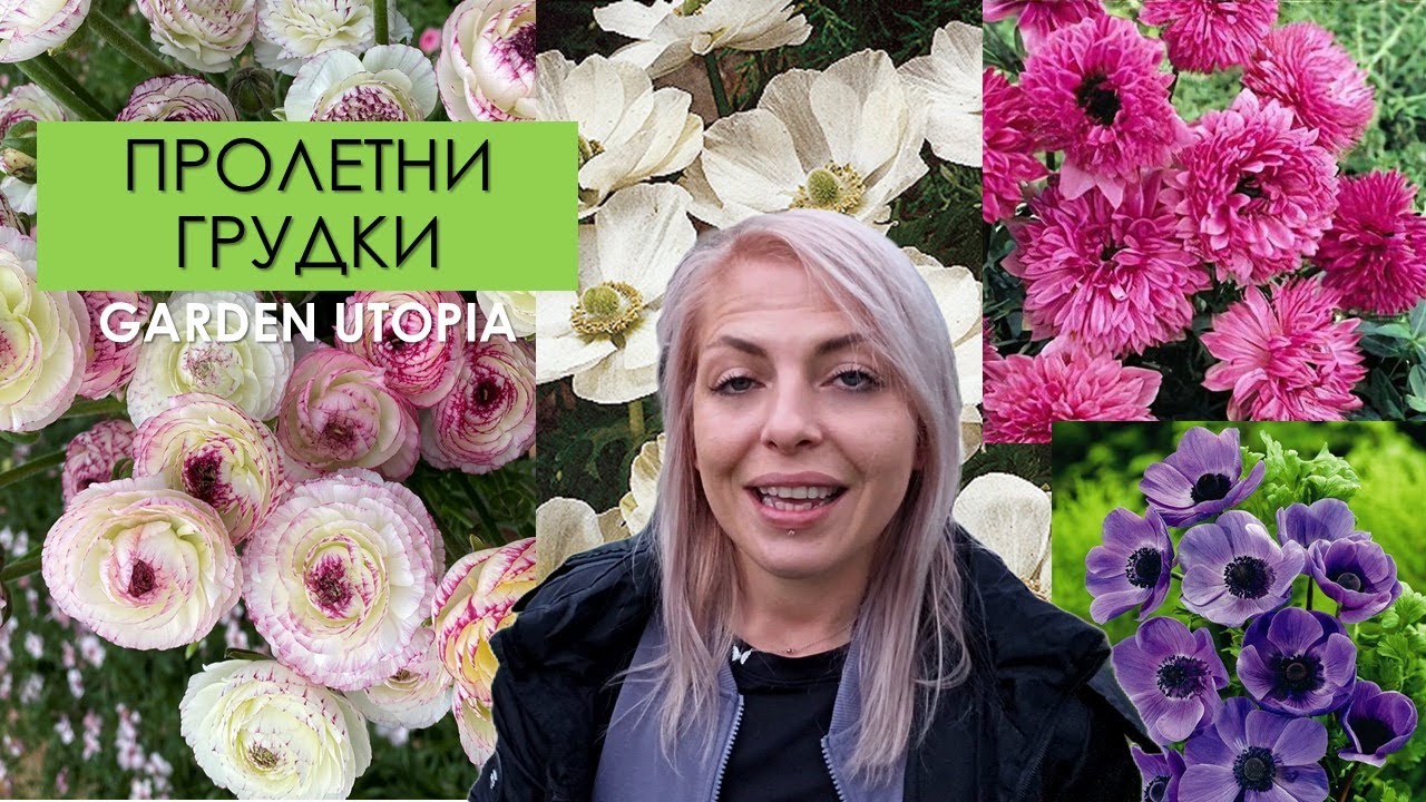 Събуждане на грудки Анемоне и Ранункулус