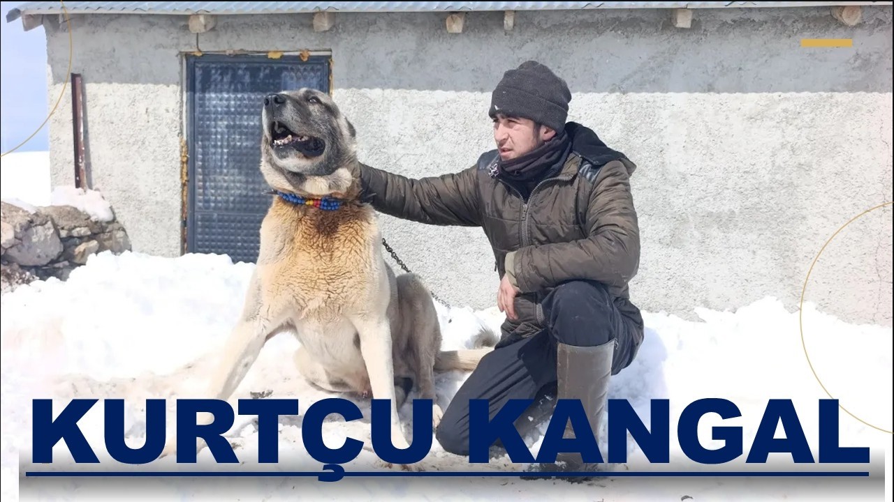 KURÇUL KANGALLARIN ÖZLEM POYRAZ YAYLASI KOYUN YEMLEME