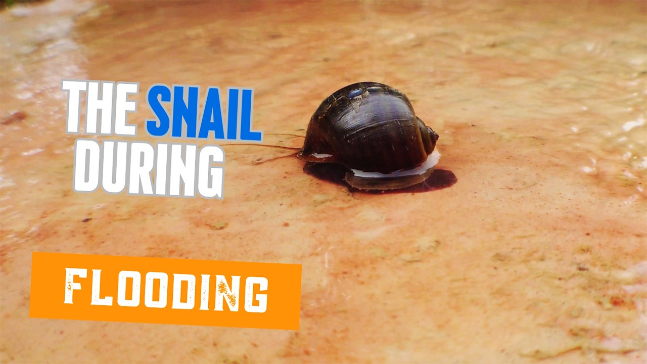The Snail during flooding