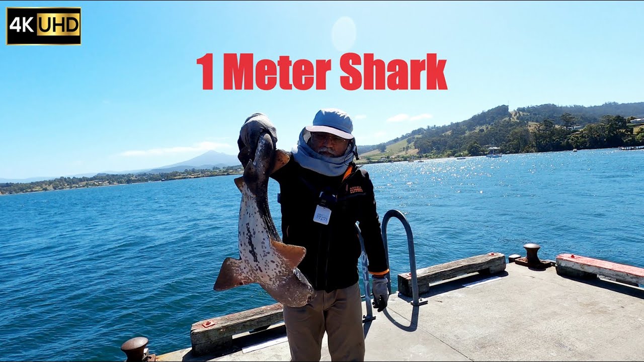 1 Meter Shark at Dover Public Jetty in Tasmania | Jetty Fishing 4K