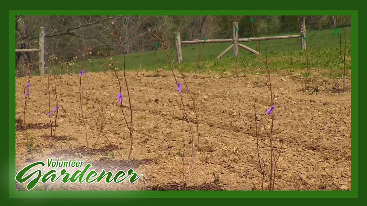 Propagating Berry Shrubs | Volunteer Gardener