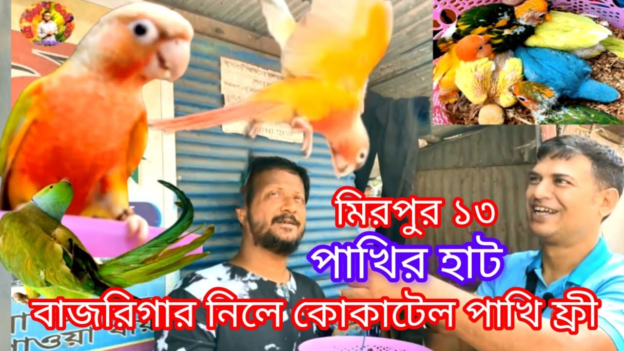 বাজরিগার পাখি কিনলে কোকাটেল পাখি ফ্রী দিচ্ছে মিরপুর ১৩ পাখির হা-টে। ( বটতলা পাখির হা-ট)।