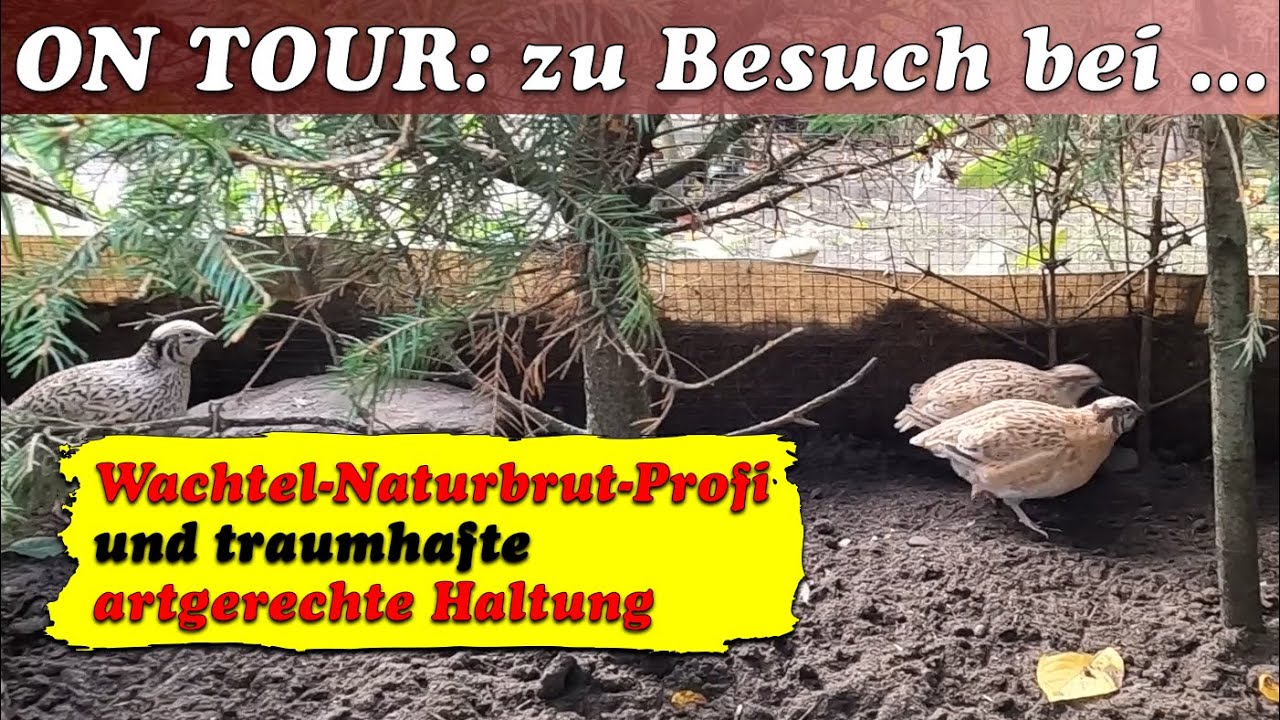 Wachtel Naturbrut Profi und die beste artgerechte Wachtelhaltung - Zu Besuch bei ...