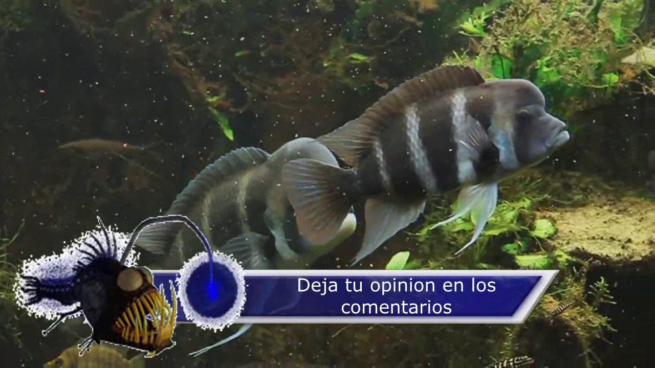 Caracteristicas y Cuidados de la frontosa