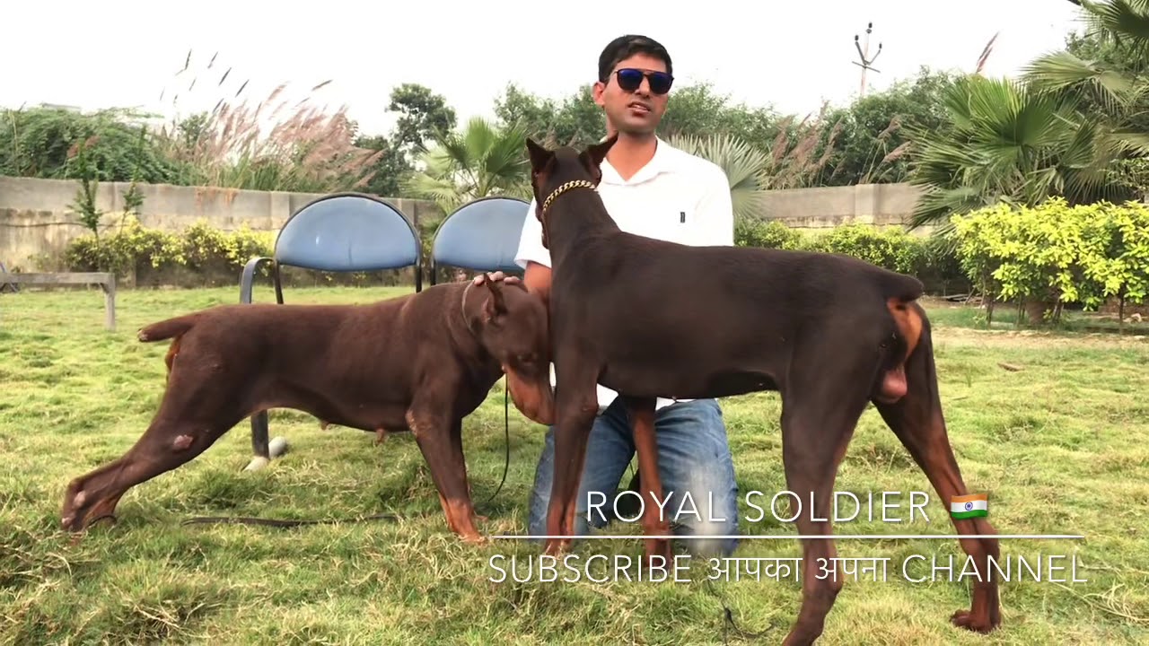 American Dobermann 🔥 VS European Dobermann 🔥 Basic differences 🧐 By Royal Soldier 🇮🇳