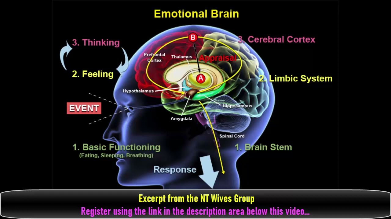 What Is Autism Spectrum Disorder? The Emotional Brain Is Not Fully Developed #autismmarriage