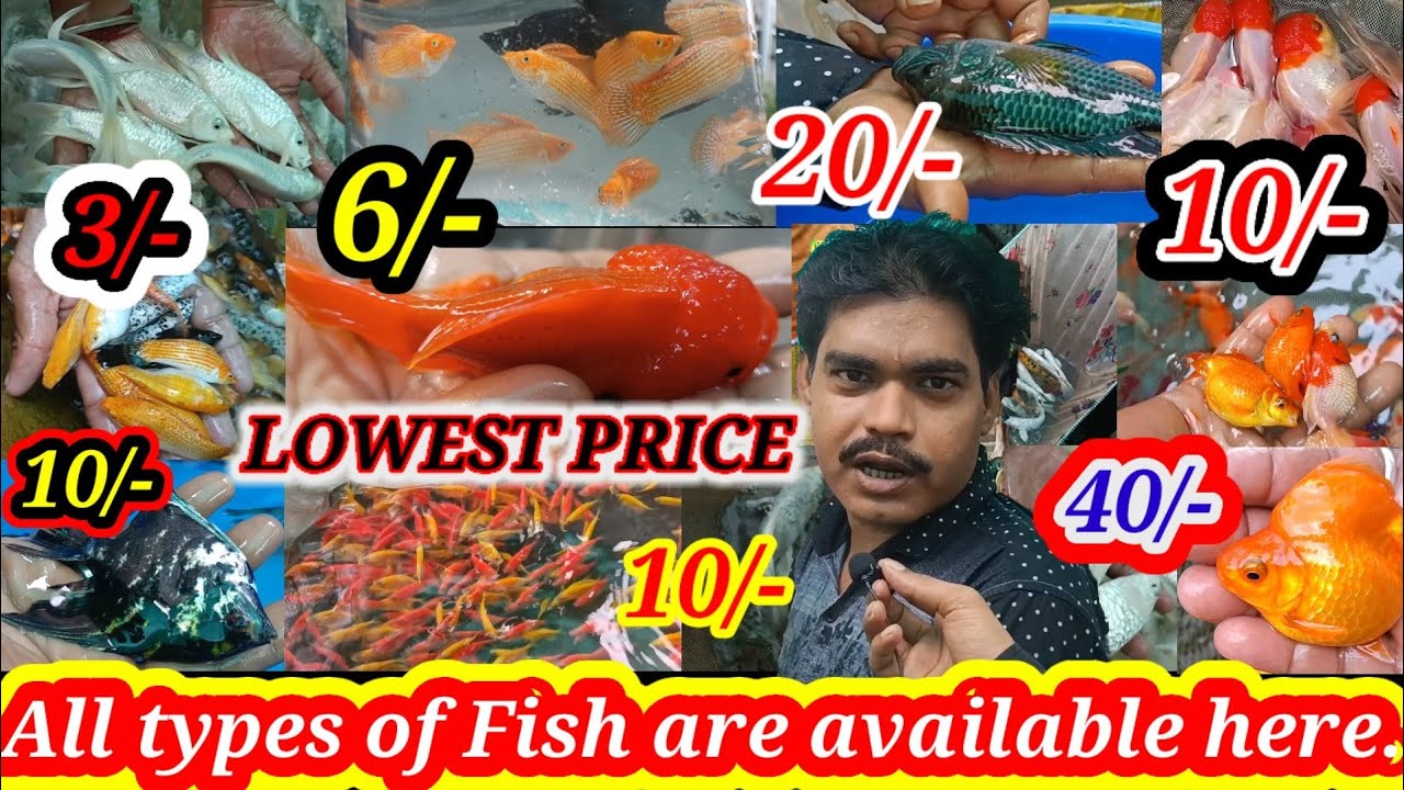 Booking closed🙏Ornamental fish farming & price in india🐟All type aquarium fish available this farm🐟