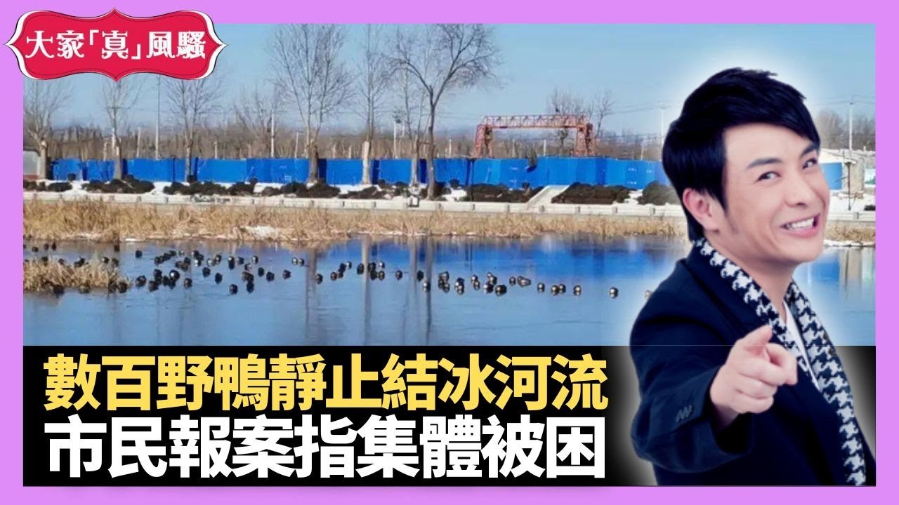 北京數百野鴨靜止結冰河流 市民報案指集體被困 兒時幻想住雪地冰屋 - LIVE 大家真瘋Show 梁思浩 李思蓓 Mandy 20231229 4K