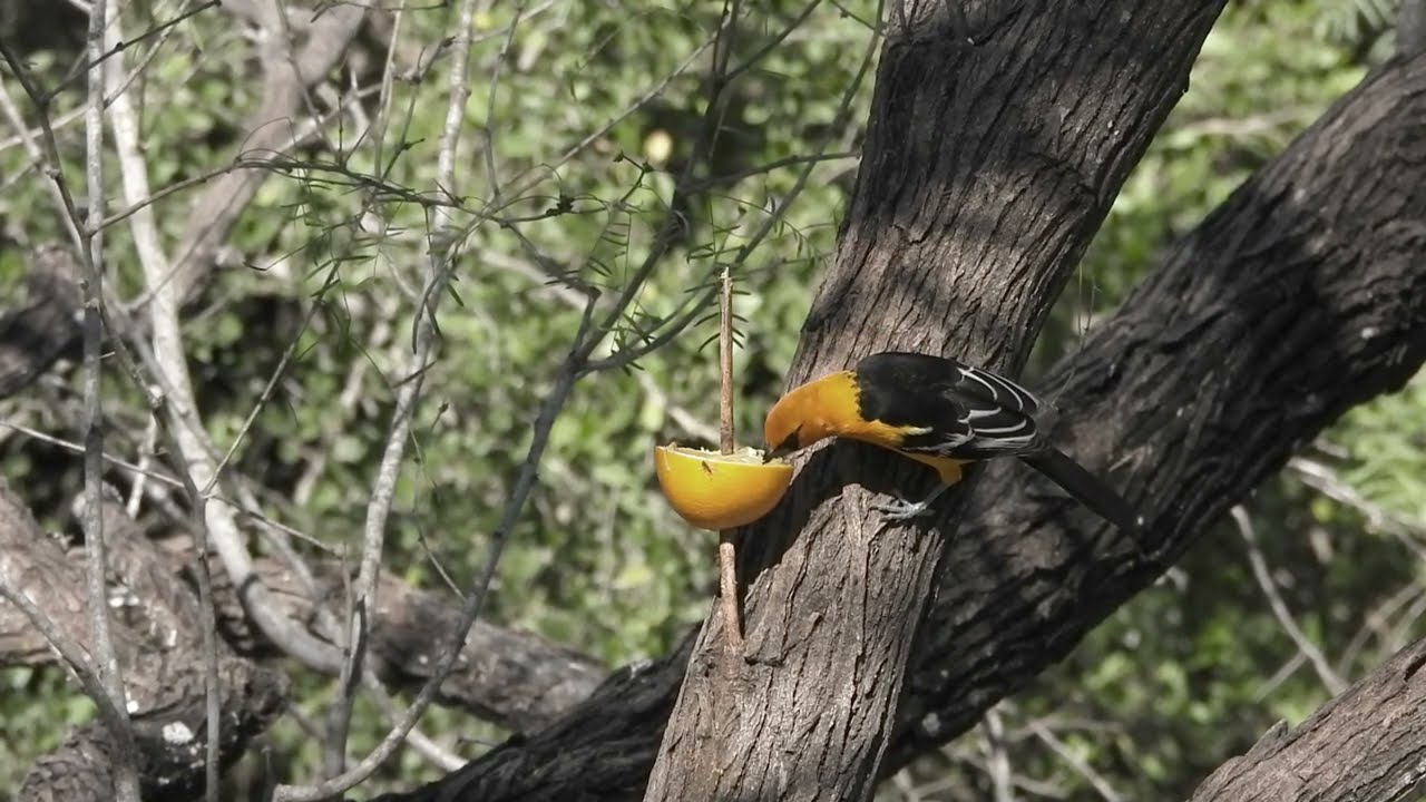 Audubon`s Oriole