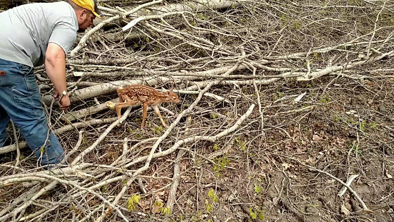 Loggers Rescue Fawn!!