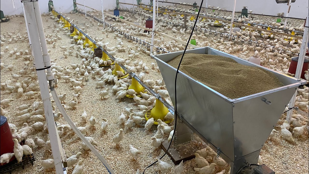 Tinted Civcivlerimiz Büyüyor ! ( 21.Gün) -Gezeyum