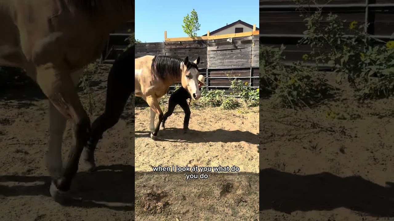 How to Lunge a Horse for Better Focus #shorts