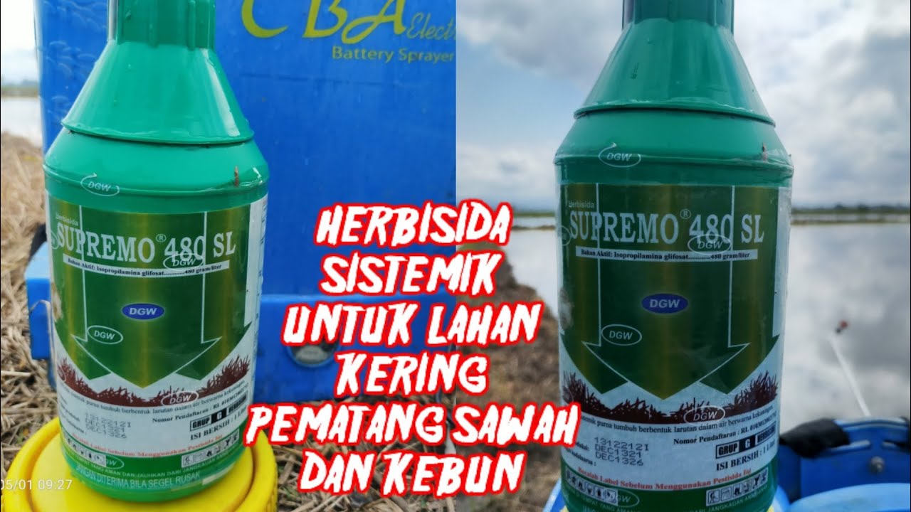 herbisida supremo 480SL racun sistemik untuk pematang sawah maupun kebun dan lahan kering lainya
