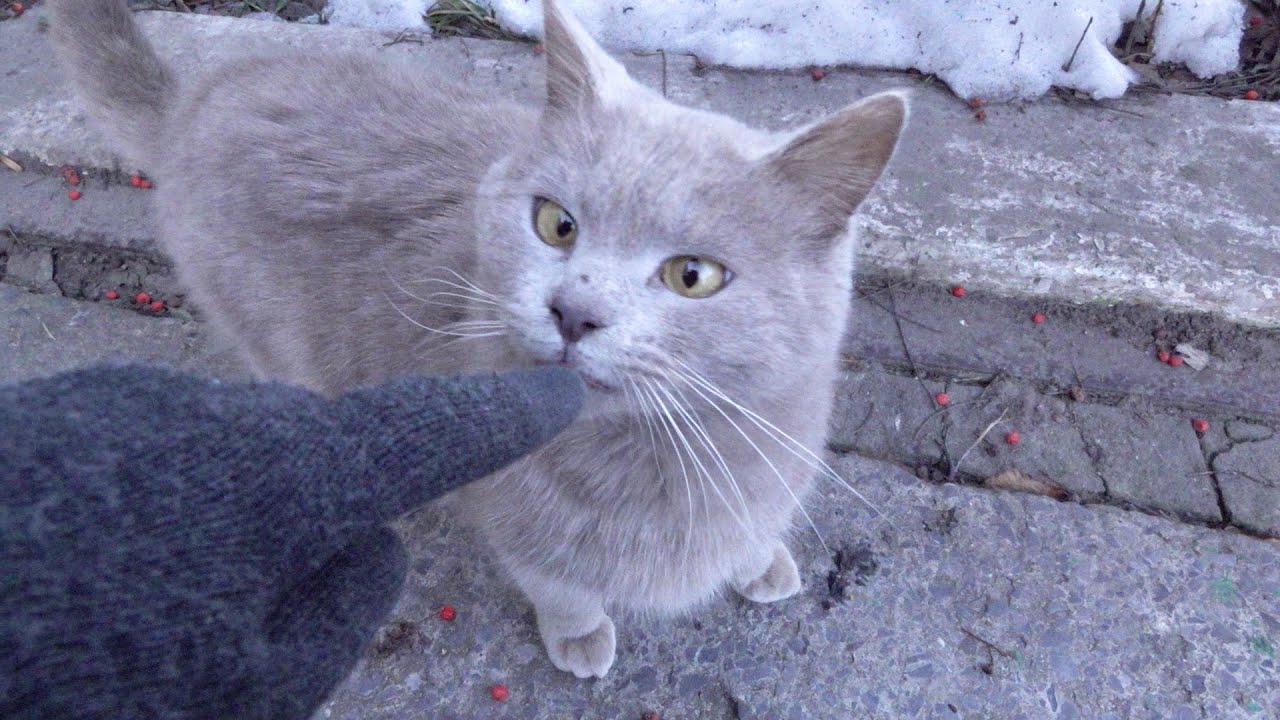 Cute cats runs to me in cold day