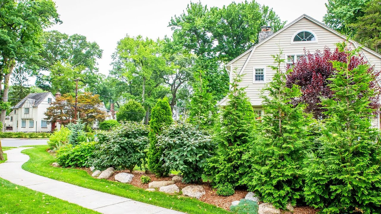 AMAZING! Evergreen SHRUB Plants for GARDEN Landscaping | 25 POPULAR Shrub Bush for Vibrant Greenery