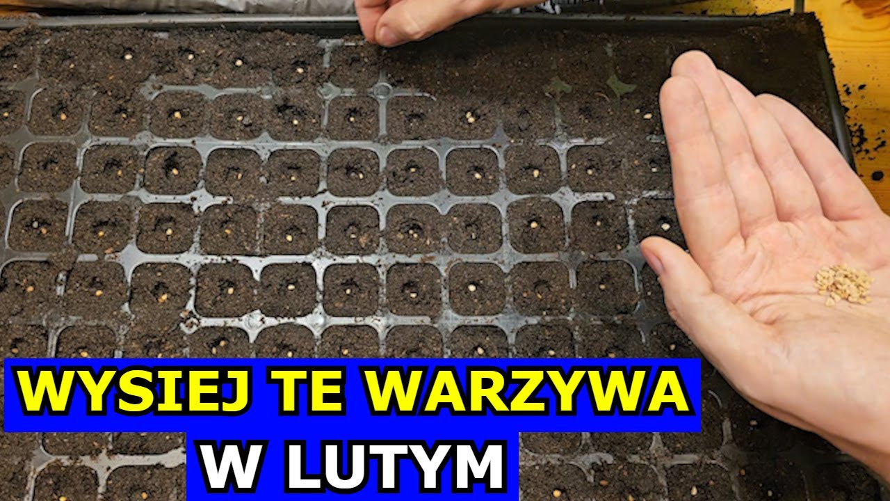 KONIECZNIE Wysiej te Warzywa w Lutym. Co siać sadzić Luty Pomidor Papryka Seler Kalendarz Ogrodnika.