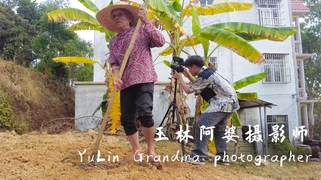 Recording Guangxi grandmother planting sesame記錄玉林阿婆種植芝麻(VLOG)