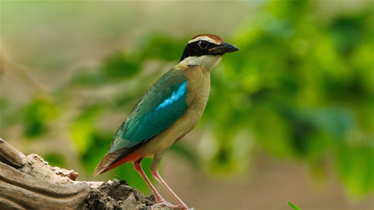 Birding in Thailand, April 2024, part 2: Khao Yai