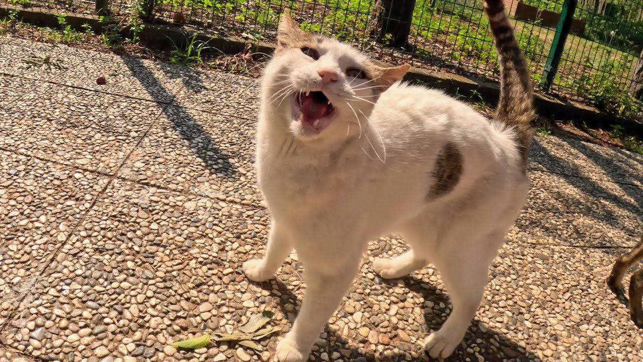 Geveze the talkative cat's morning meows vs. normal meows
