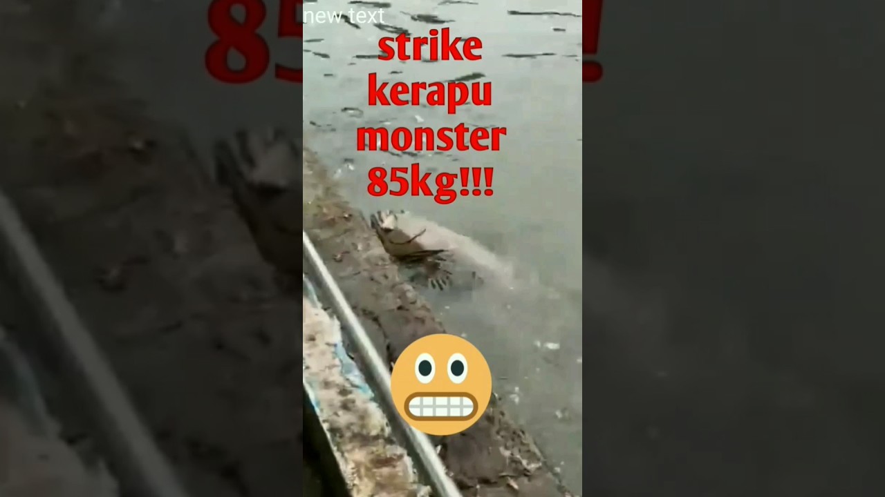 strike kerapu monster babon 85kg!!#mancing #trending #viral #shortvideo #shorts#monster