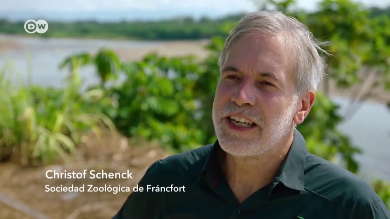PERU ¿Naturaleza u oro? | DW Documental