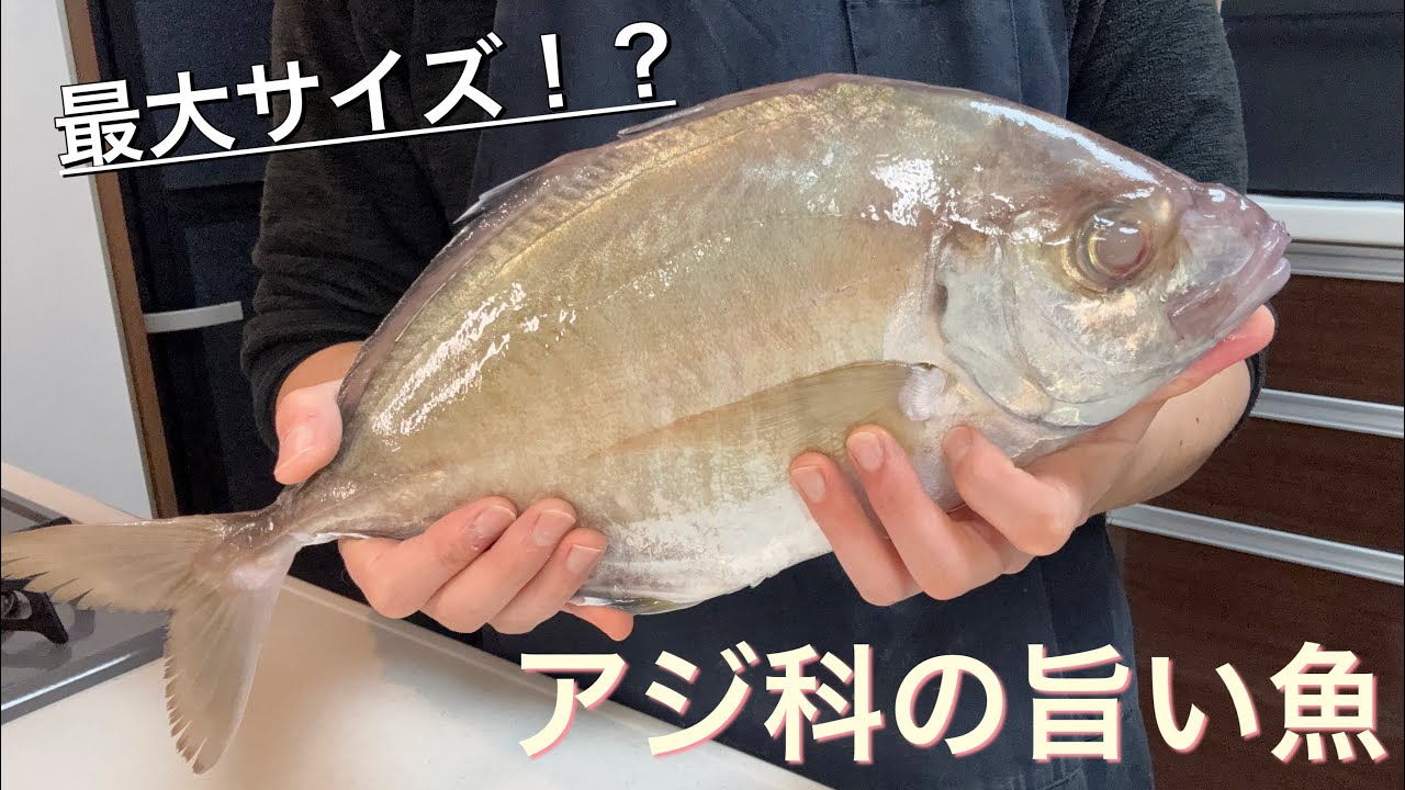 アジ科の美味しい魚を食べる
