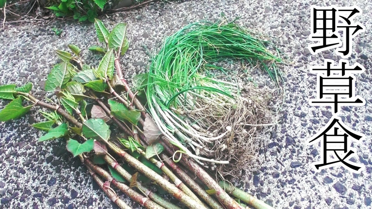 イタドリメンマとノビル料理　春の野草　自給自足　田舎暮らし