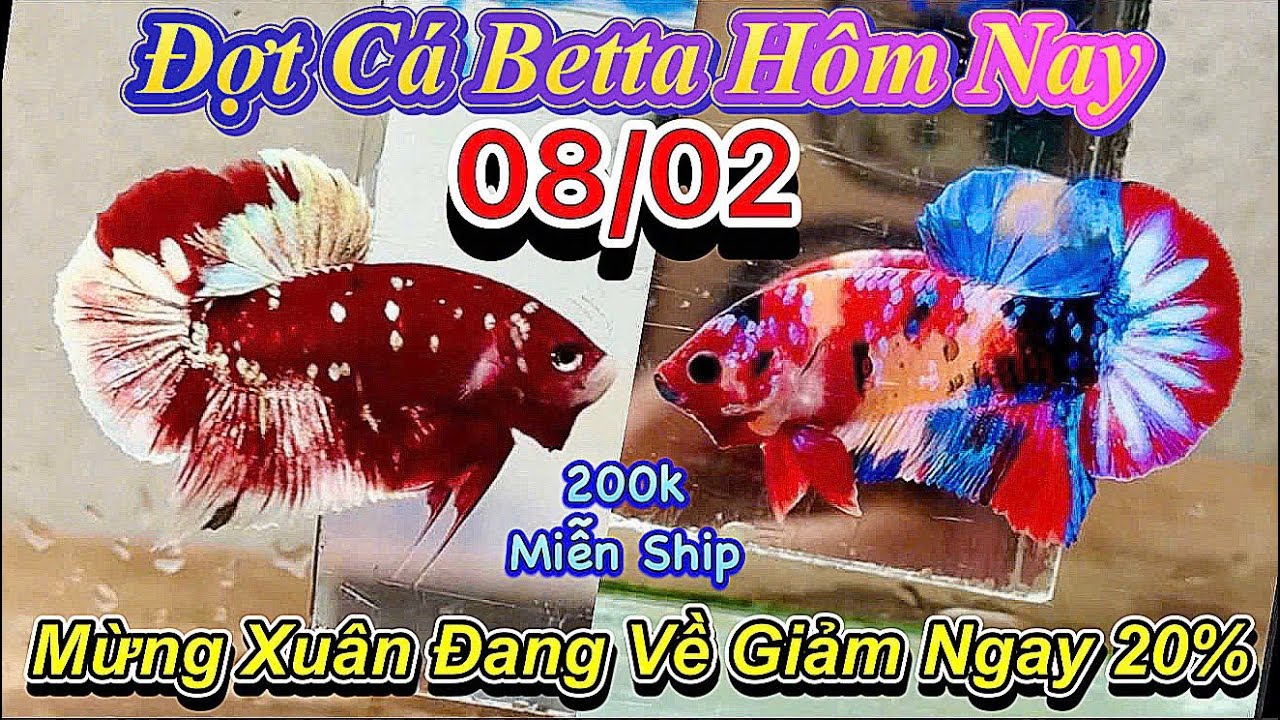 ❤️08/02/2026_Clip Betta Màu Sắc Rực Rỡ_Giảm 20%_Đơn 200k FreeShip_Cá Chưng Tết_Làm Giống_Siêu Vip❤️