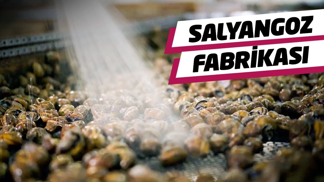 Türkiye’de Salyangoz Fabrikası Kurdu