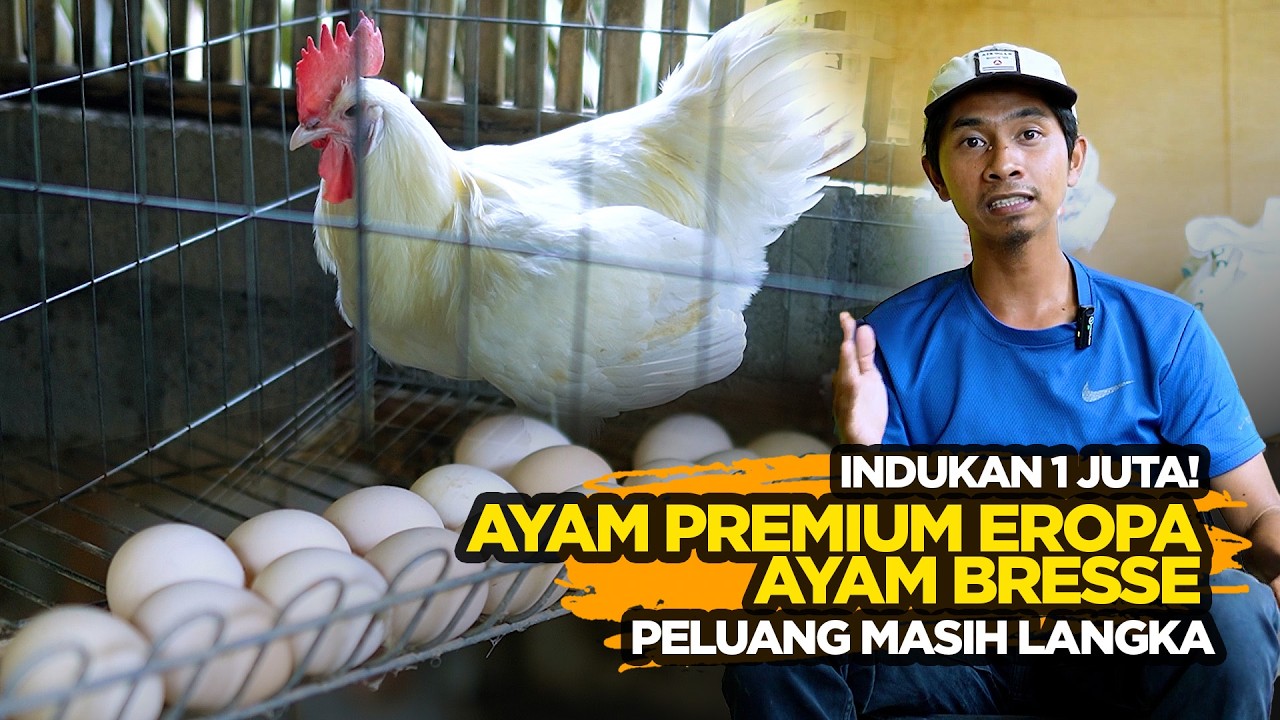 Ayam Bresse dari Perancis! Indukan Tembus 1 Juta