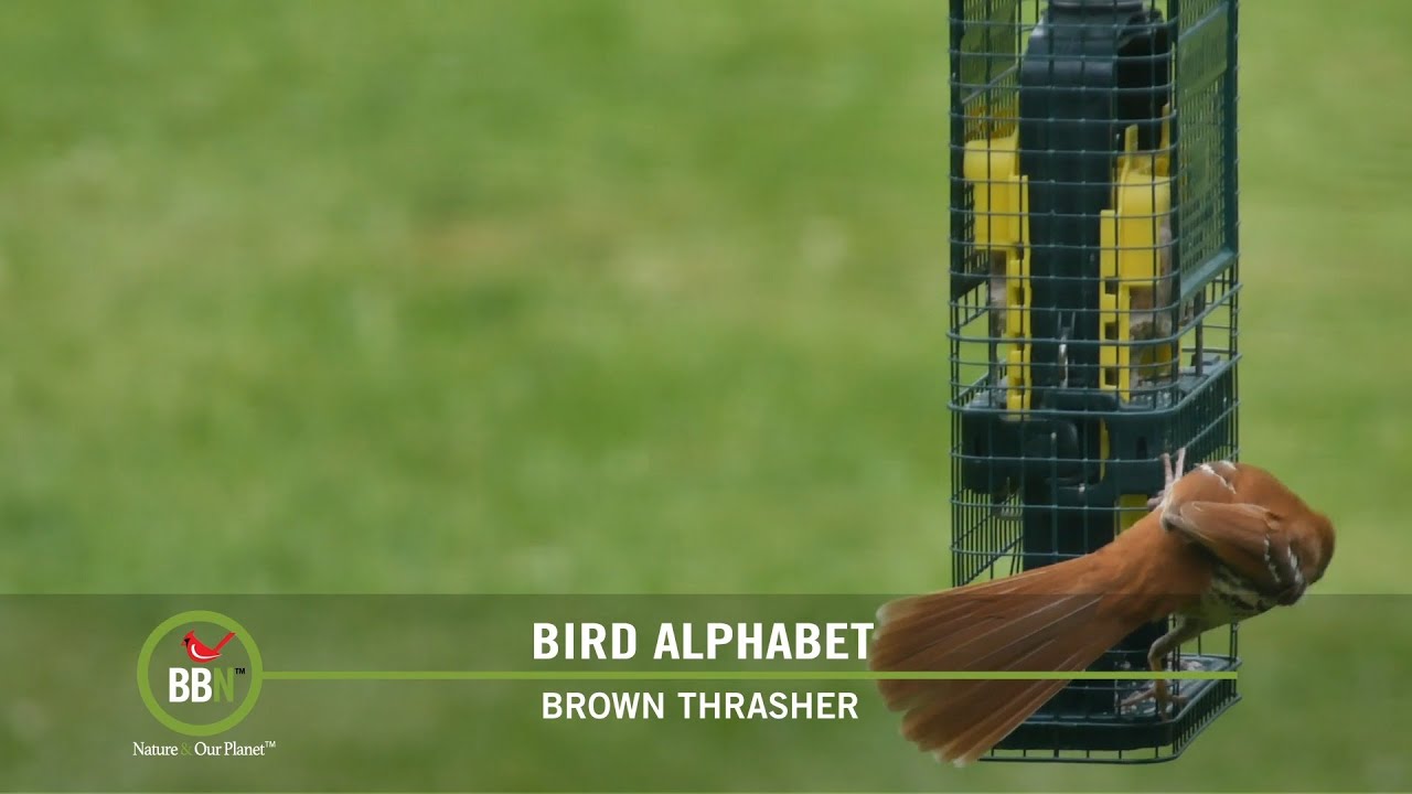 BBN S7:E12 - Banded Birds, Dandelions for Birds, Brown Thrasher, A Committee of Turkey Vultures